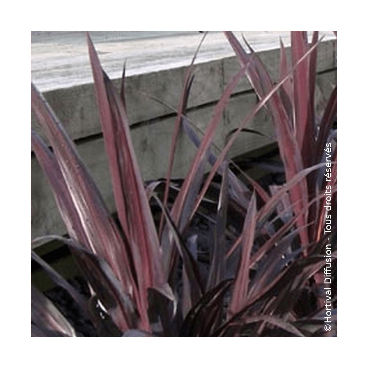 Cordyline banksii Renegade® - SILENCE, ça pousse ! Cordyline banksii Renegade® - SILENCE, ça pousse !