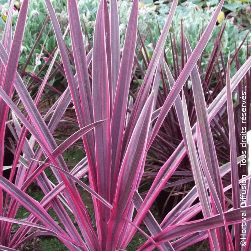 Cordyline australe Pink Passion® - SILENCE, ça pousse !