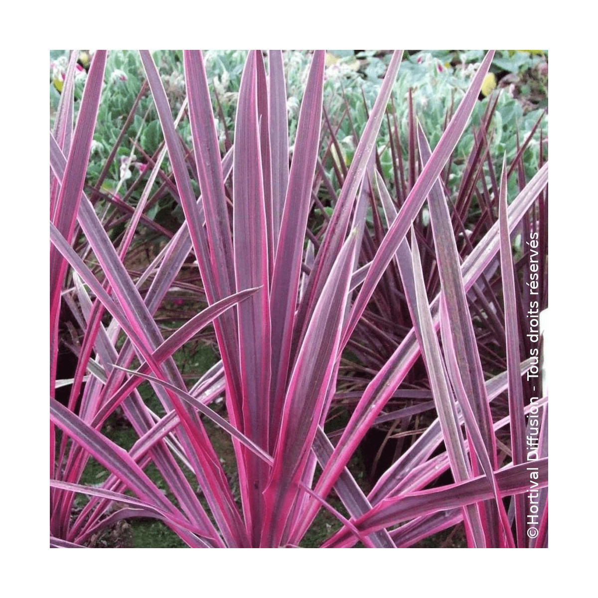 Cordyline australis Pink Passion® - SILENCE, ça pousse ! Cordyline australis Pink Passion® - SILENCE, ça pousse !