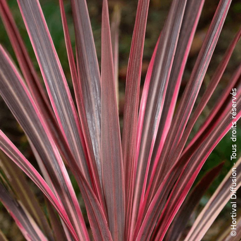 Cordyline australe Southern Splendour - SILENCE, ça pousse !