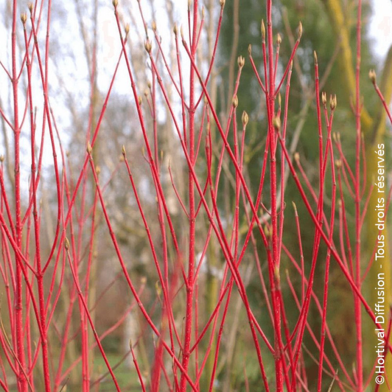 Cornouiller blanc Baton Rouge® - SILENCE, ça pousse !, Cornus