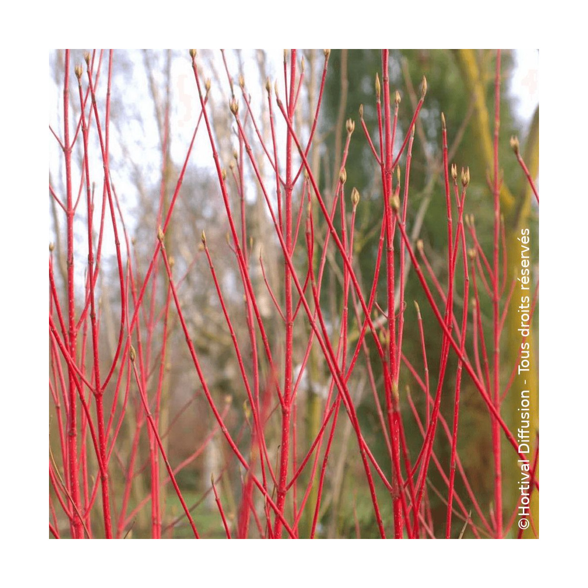 Cornouiller blanc Baton Rouge® - SILENCE, ça pousse !, Cornus Cornouiller blanc Baton Rouge® - SILENCE, ça pousse !, Cornus