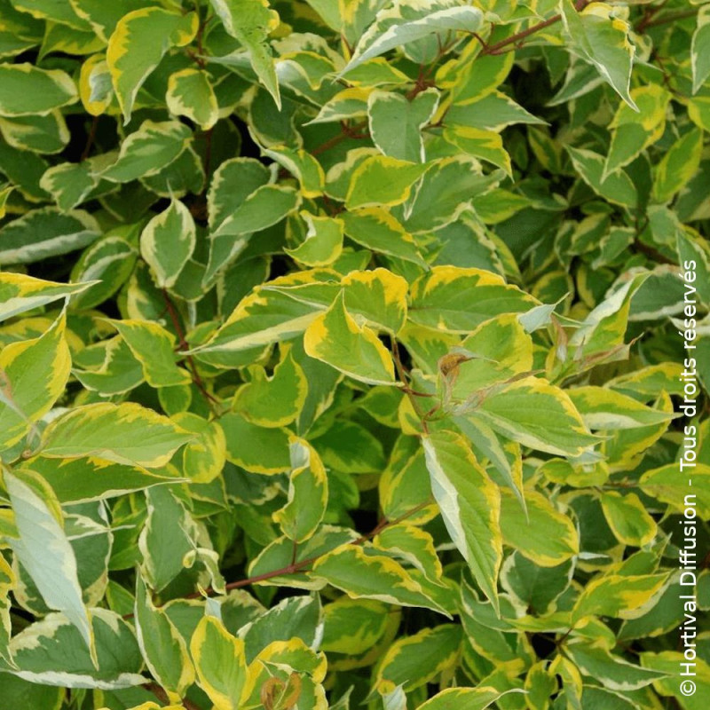 Cornouiller blanc Gauchaultii - SILENCE, ça pousse !, Cornus