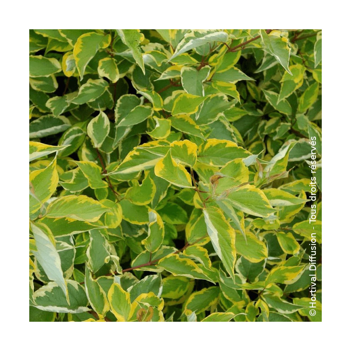 Cornouiller blanc Gauchaultii - SILENCE, ça pousse !, Cornus