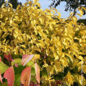 Cornouiller blanc Neon Burst® - SILENCE, ça pousse !, Cornus