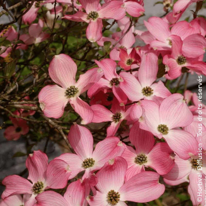 Cornouiller de Floride Rubra - SILENCE, ça pousse !, Cornus