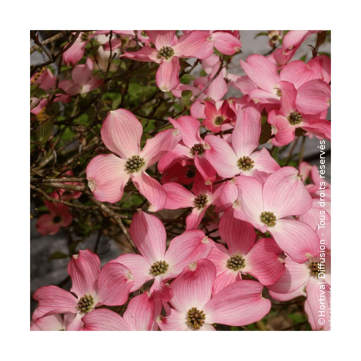Cornouiller de Floride Rubra - SILENCE, ça pousse !, Cornus