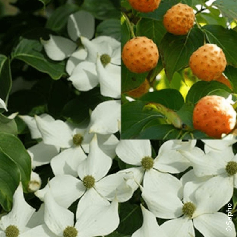 Cornouiller du Japon Mandarin Jewel® - SILENCE, ça pousse !, Cornus