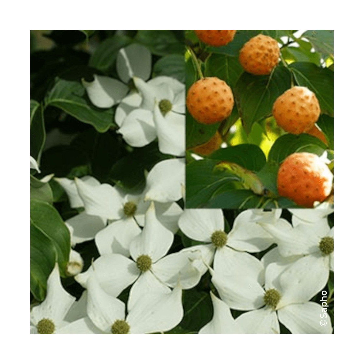 Cornouiller du Japon Mandarin Jewel® - SILENCE, ça pousse !, Cornus