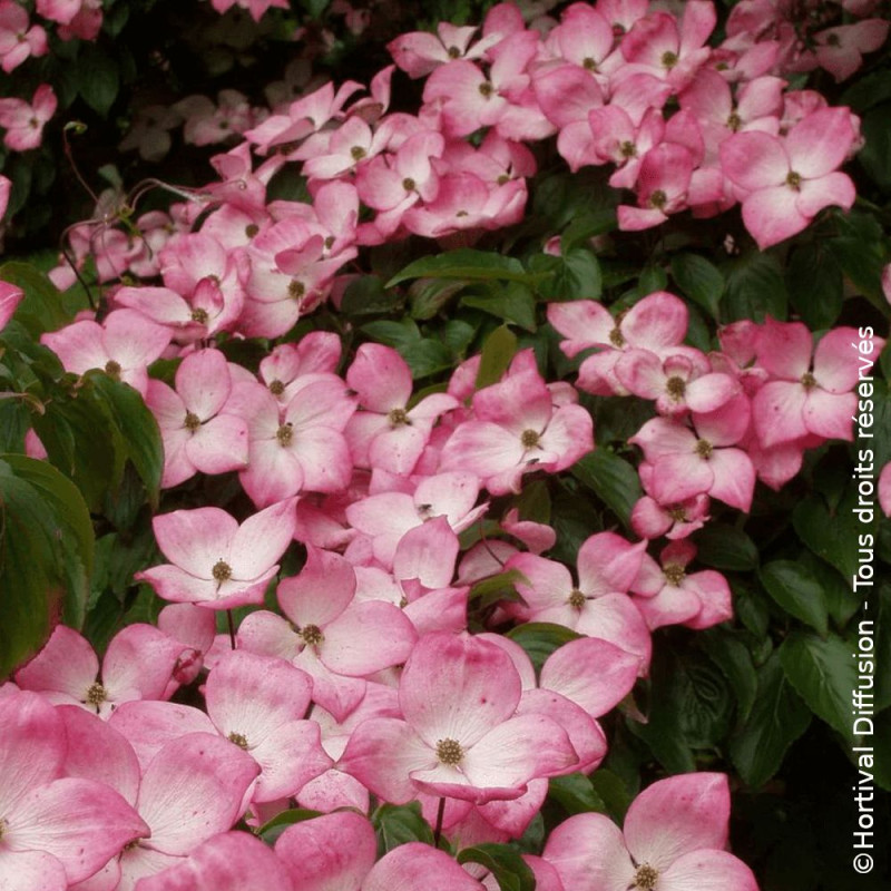 Cornouiller du Japon Satomi - SILENCE, ça pousse !, Cornus