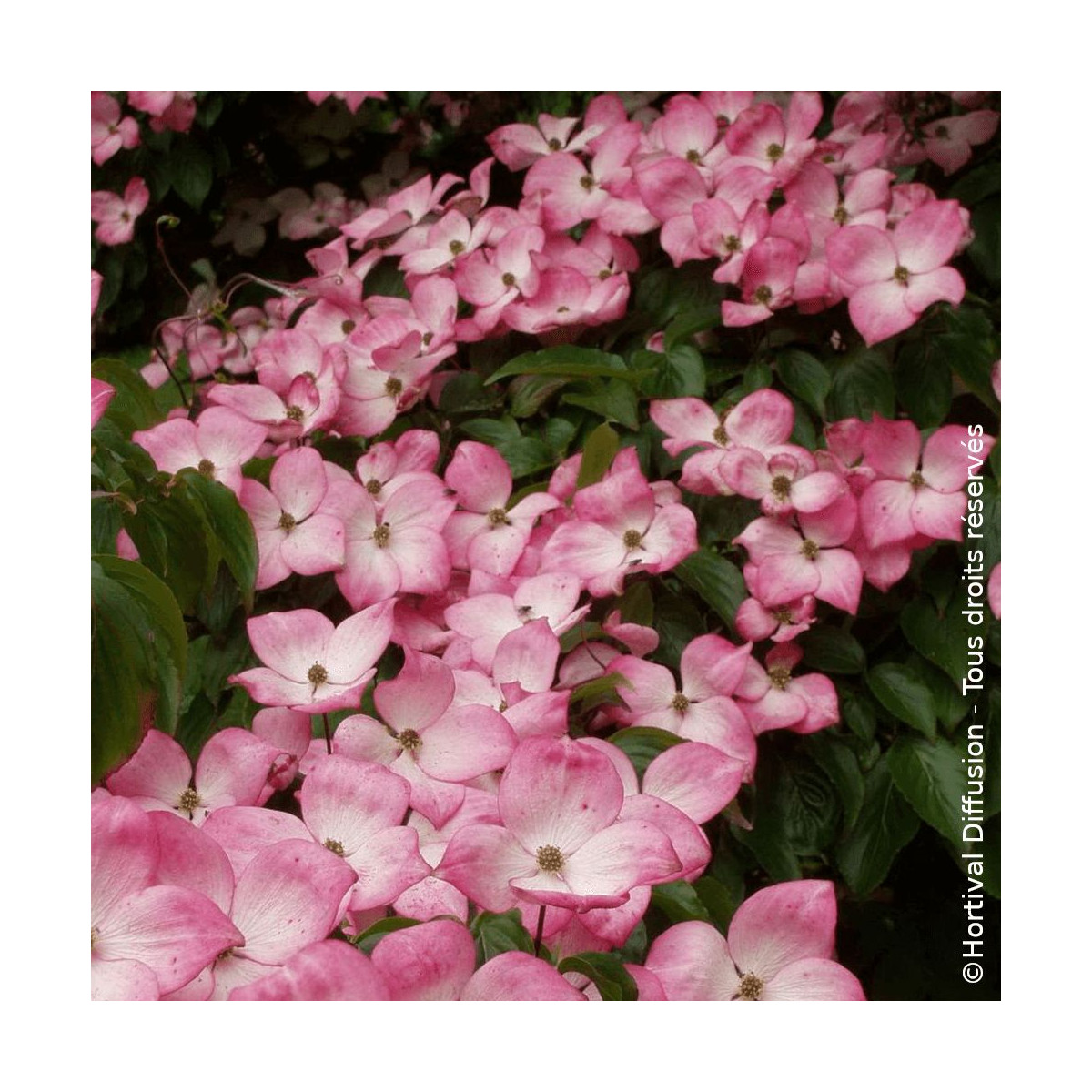 Cornouiller du Japon Satomi - SILENCE, ça pousse !, Cornus