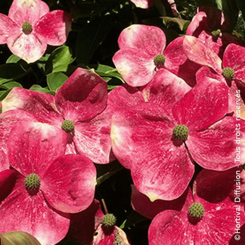 Cornouiller du Japon Soleil Rouge - SILENCE, ça pousse !, Cornus