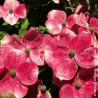 Cornouiller du Japon Soleil Rouge - SILENCE, ça pousse !, Cornus