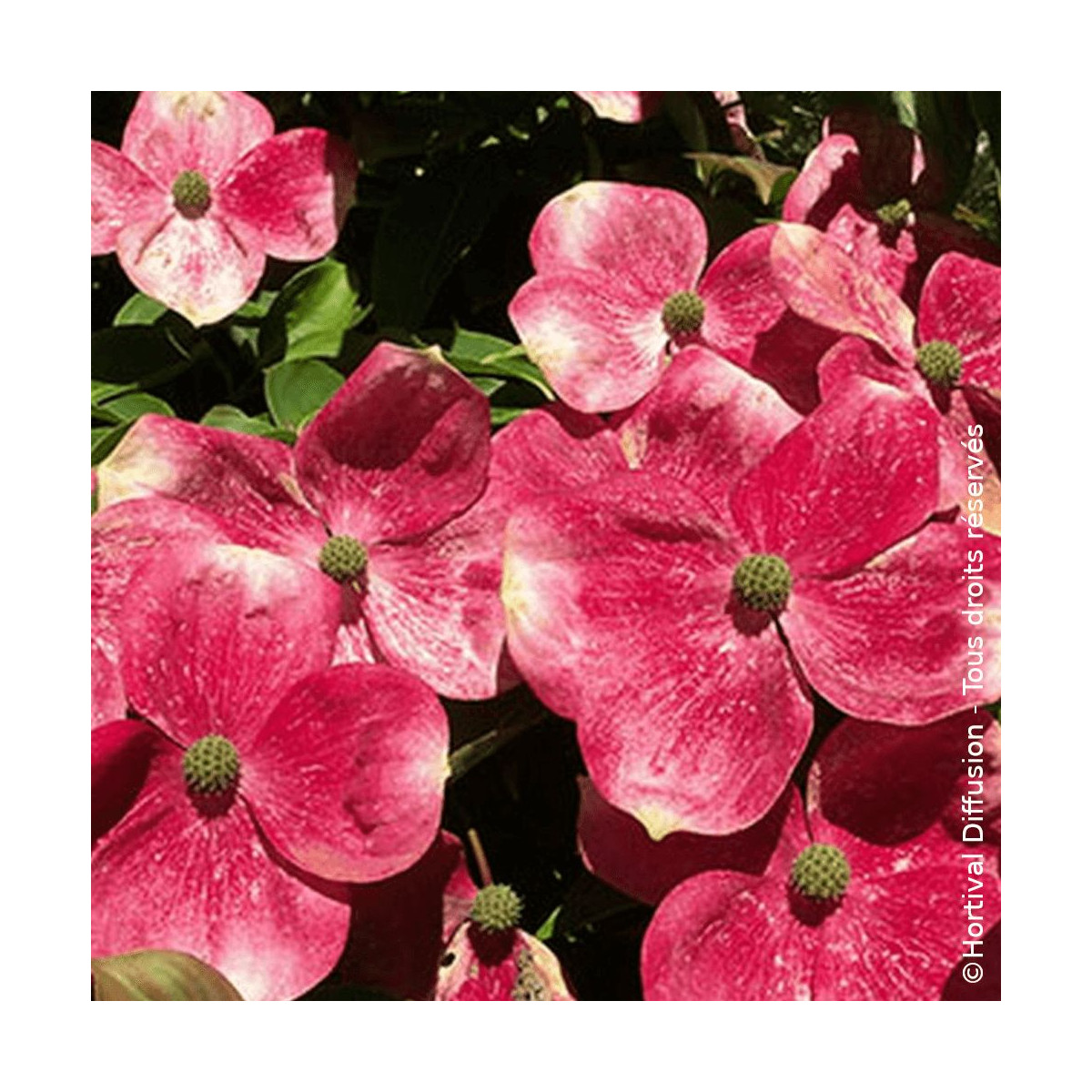 Cornouiller du Japon Soleil Rouge - SILENCE, ça pousse !, Cornus
