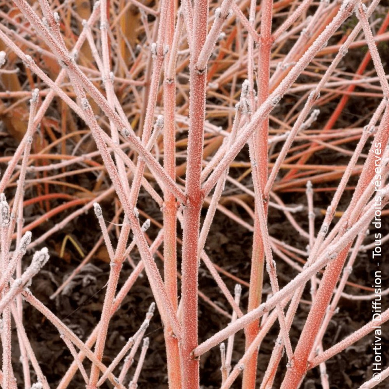 Cornouiller sanguin Midwinter Fire - SILENCE, ça pousse !, Cornus