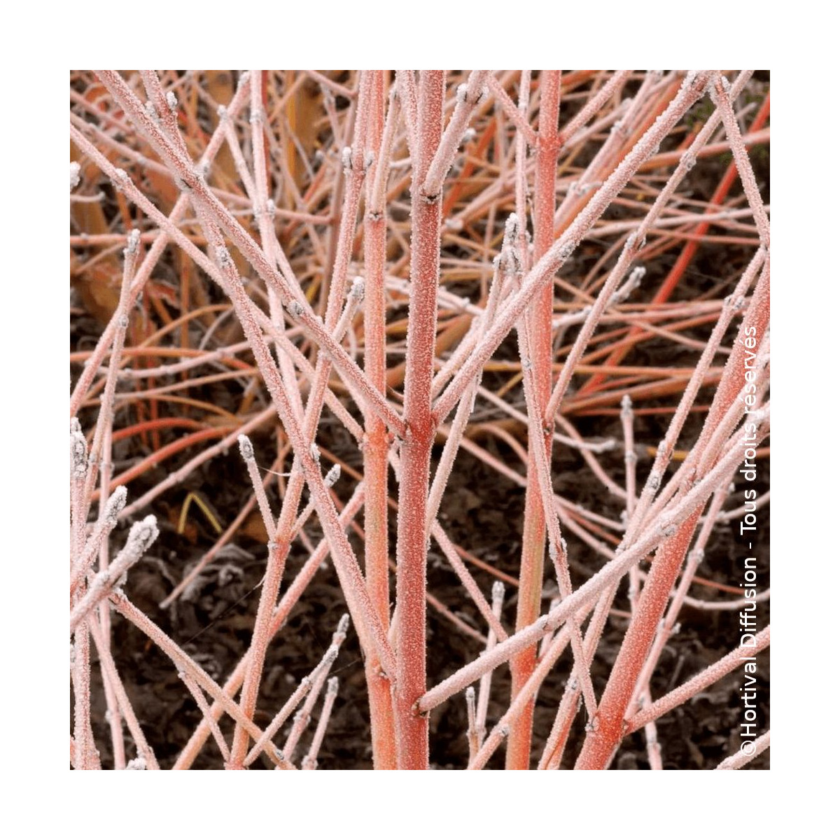 Cornouiller sanguin Midwinter Fire - SILENCE, ça pousse !, Cornus