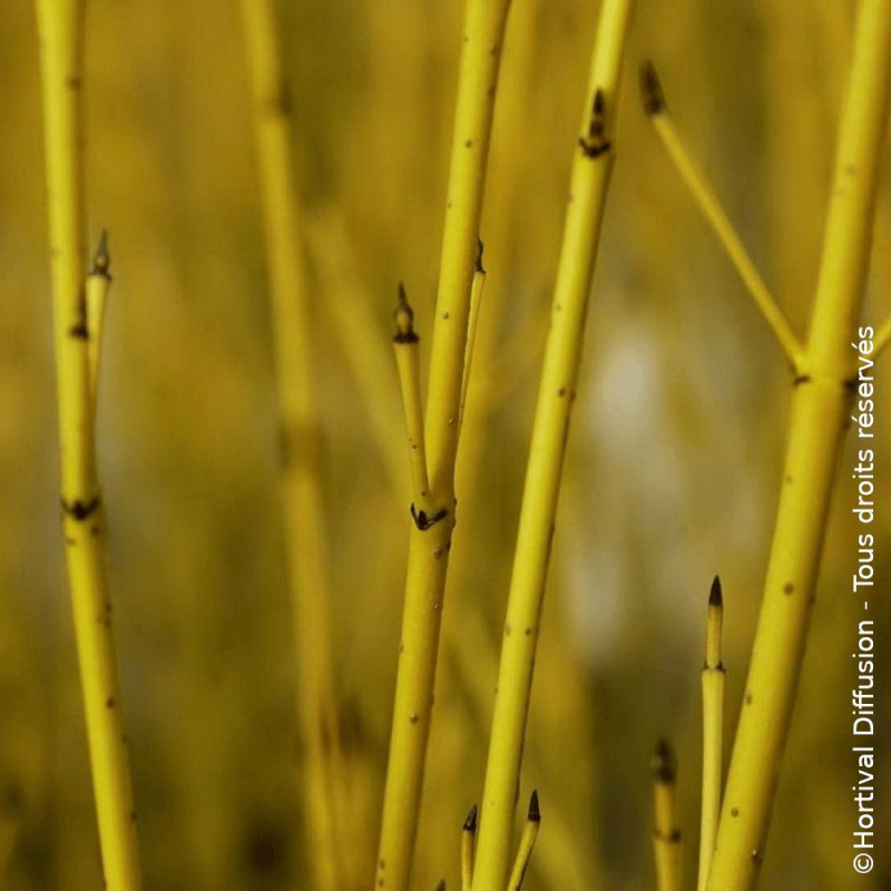 Cornouiller soyeux Flaviramea - SILENCE, ça pousse !, Cornus