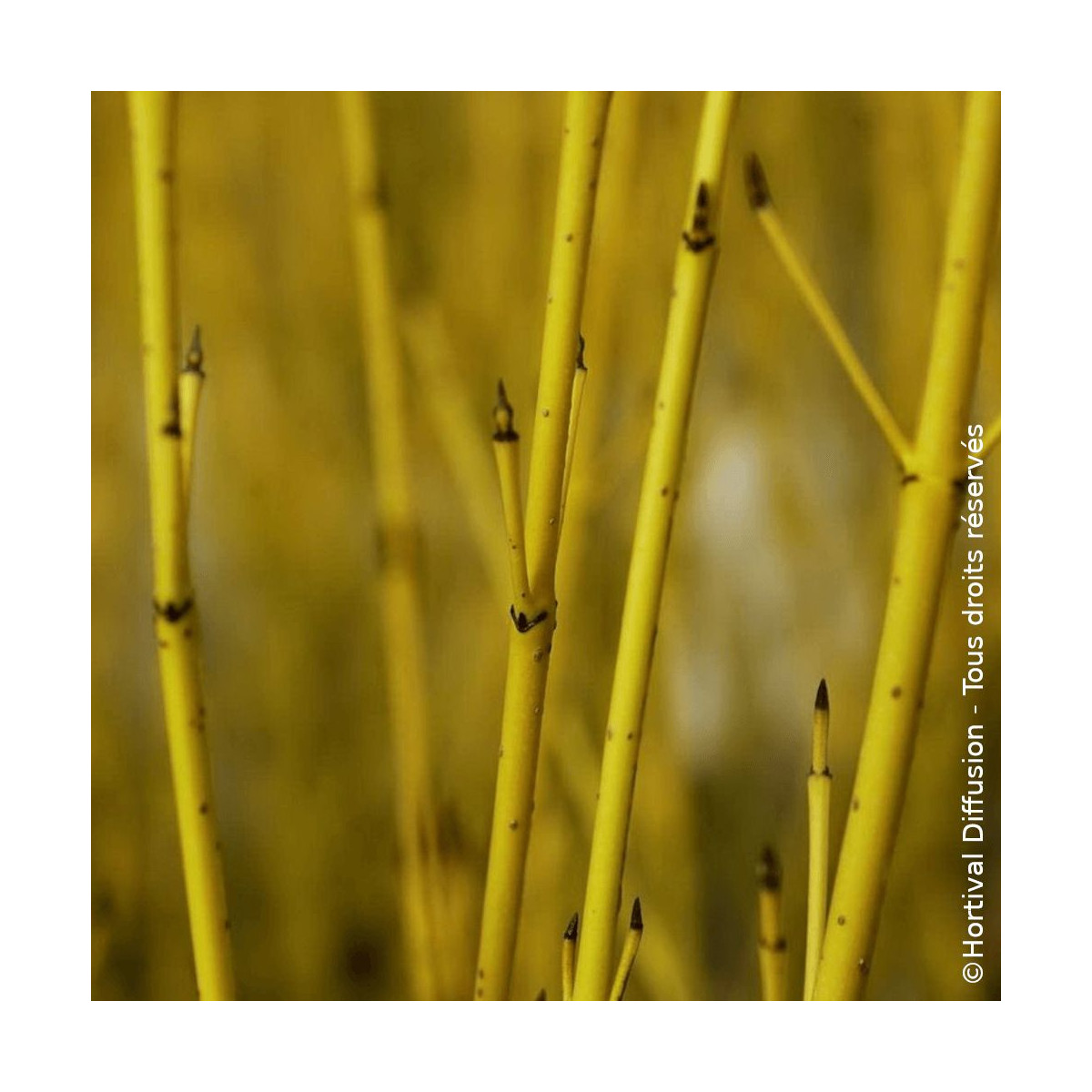 Cornouiller soyeux Flaviramea - SILENCE, ça pousse !, Cornus