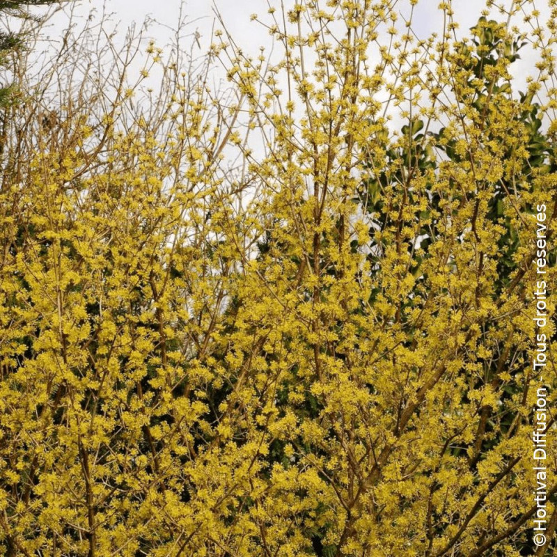 Cornouiller mâle - SILENCE, ça pousse !, Cornus