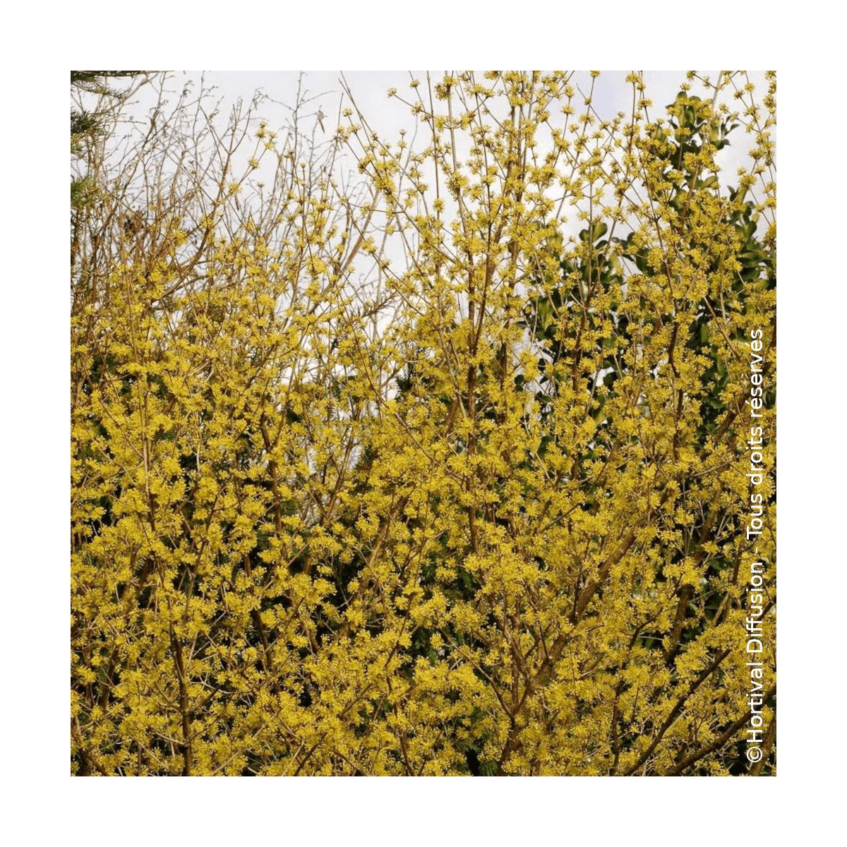 Cornouiller mâle - SILENCE, ça pousse !, Cornus