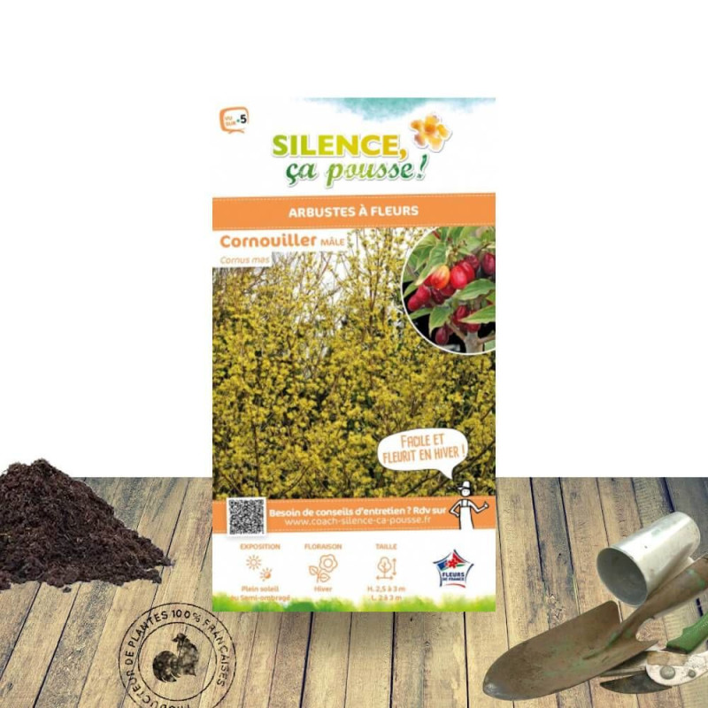 Cornouiller mâle - SILENCE, ça pousse !, Cornus