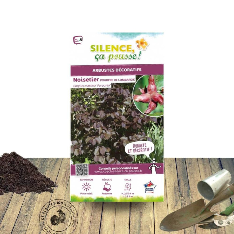 Noisetier pourpre - SILENCE, ça pousse !, Corylus