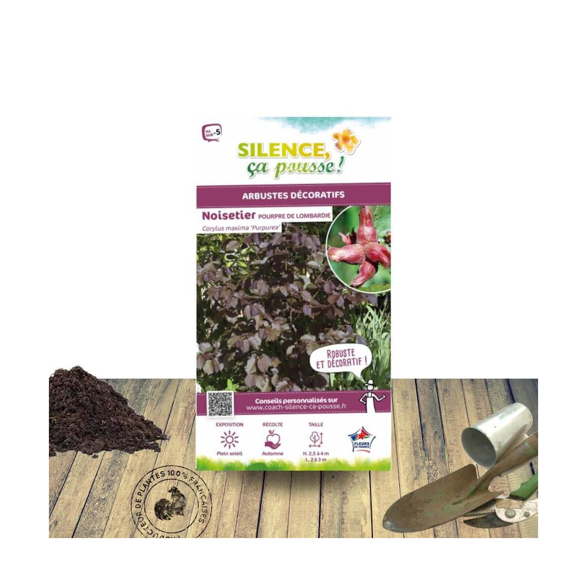 Noisetier pourpre - SILENCE, ça pousse !, Corylus