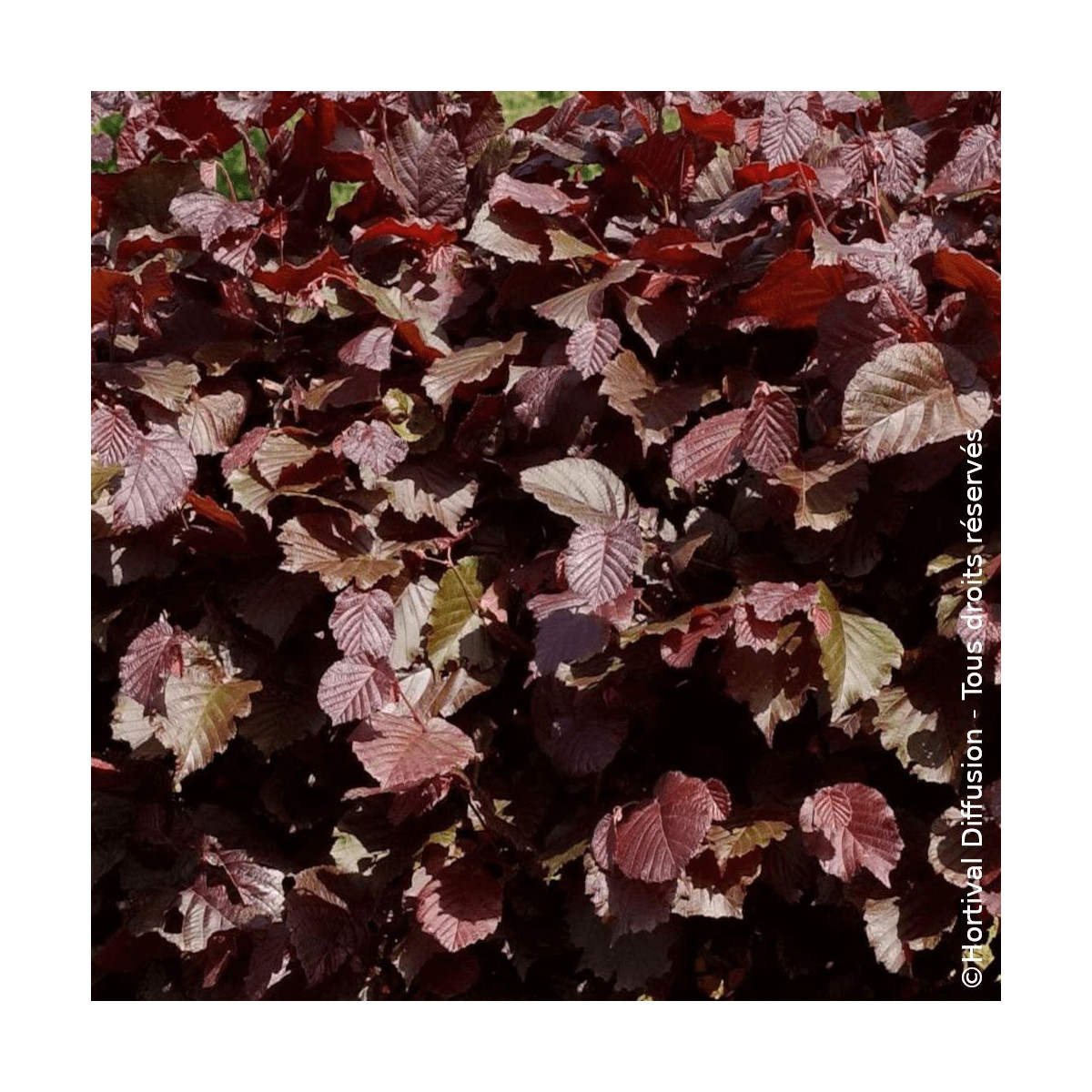 Noisetier pourpre - SILENCE, ça pousse !, Corylus