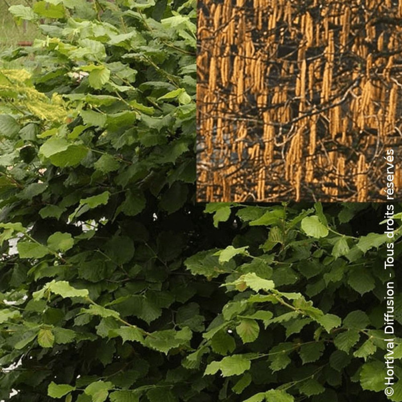 Noisetier commun - SILENCE, ça pousse !, Corylus