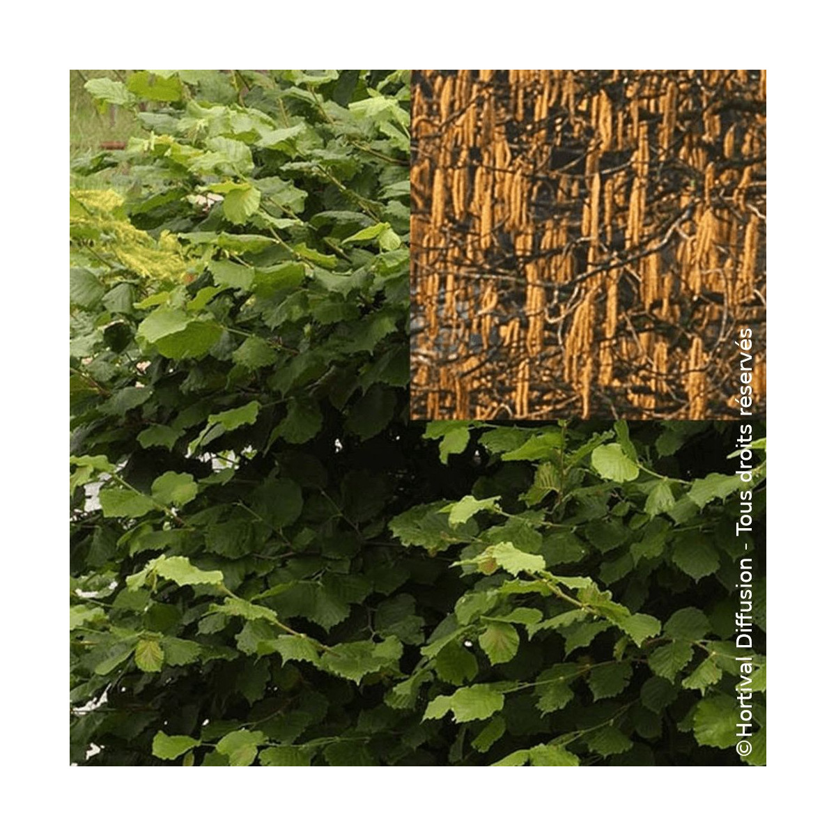 Noisetier commun - SILENCE, ça pousse !, Corylus Noisetier commun - SILENCE, ça pousse !, Corylus