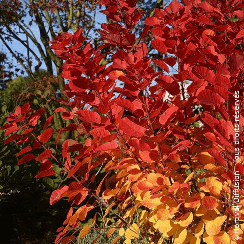 Arbre à perruque Flamissimo® - SILENCE, ça pousse !, Cotinus