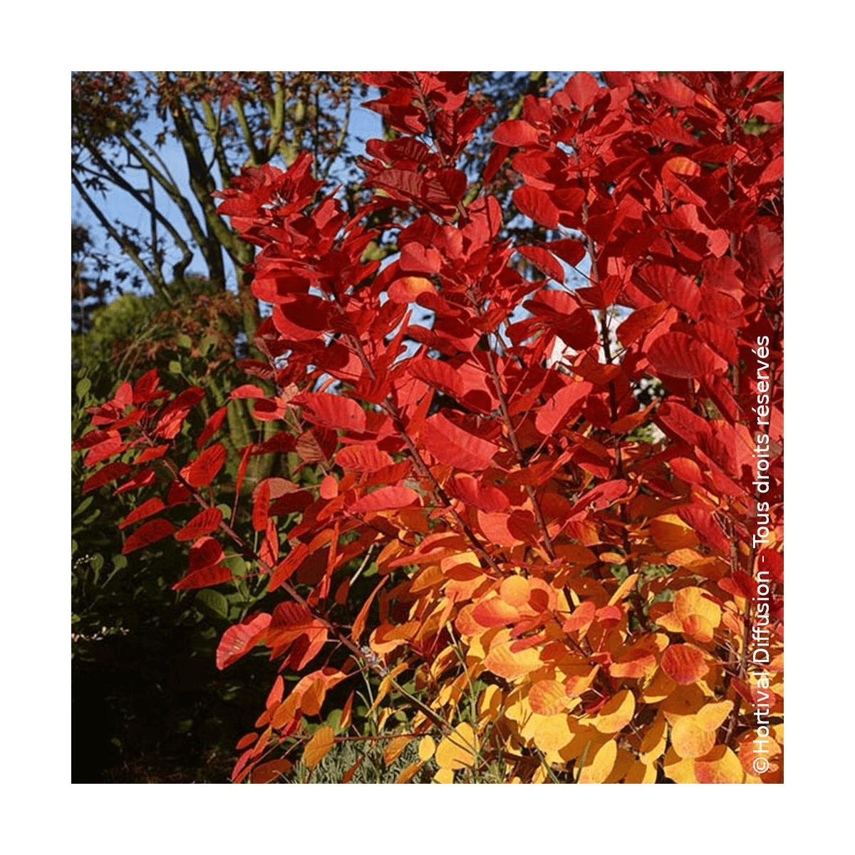 Cotinus Flamissimo arbuste décoratif SILENCE ça pousse