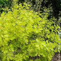 Arbre à perruque Golden Lady® - SILENCE, ça pousse !