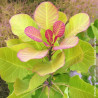 Arbre à perruque Doré  Lemon Lady® - SILENCE, ça pousse !, Cotinus