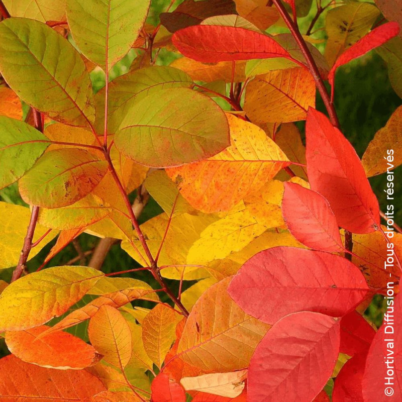 Arbre à perruque Flame Cotinus coggygria feuillage automnal flamboyant