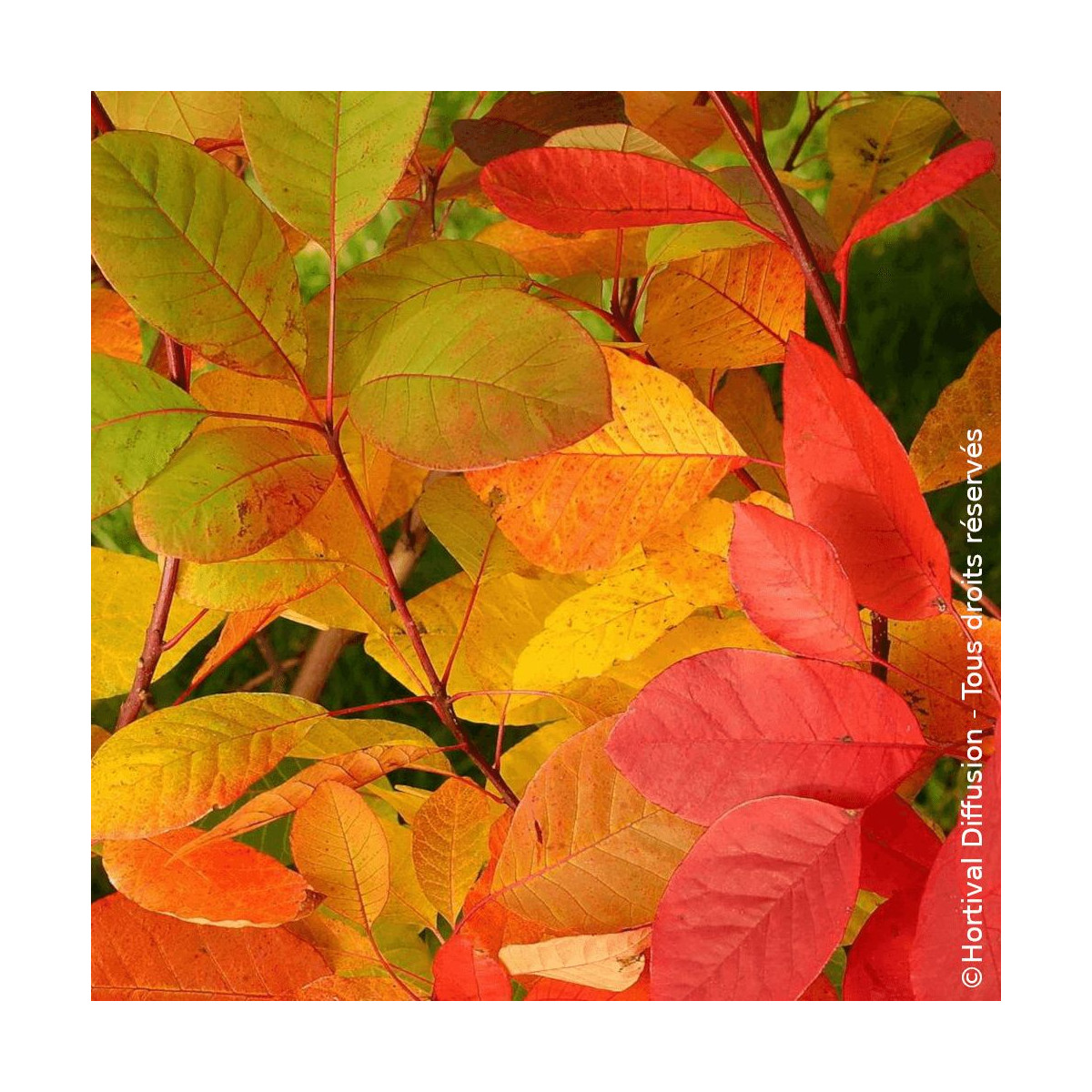 Arbre à perruque Flame Cotinus coggygria feuillage automnal flamboyant Arbre à perruque Flame Cotinus coggygria feuillage automnal flamboyant