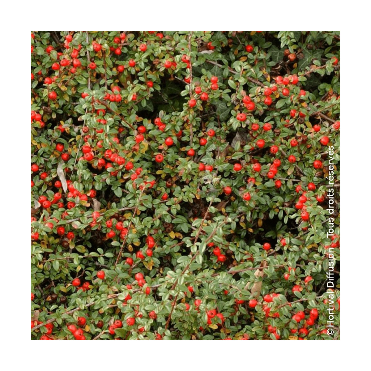 Cotoneaster rampant Coral Beauty - SILENCE, ça pousse !, Cotonéaster Cotoneaster rampant Coral Beauty - SILENCE, ça pousse !, Cotonéaster