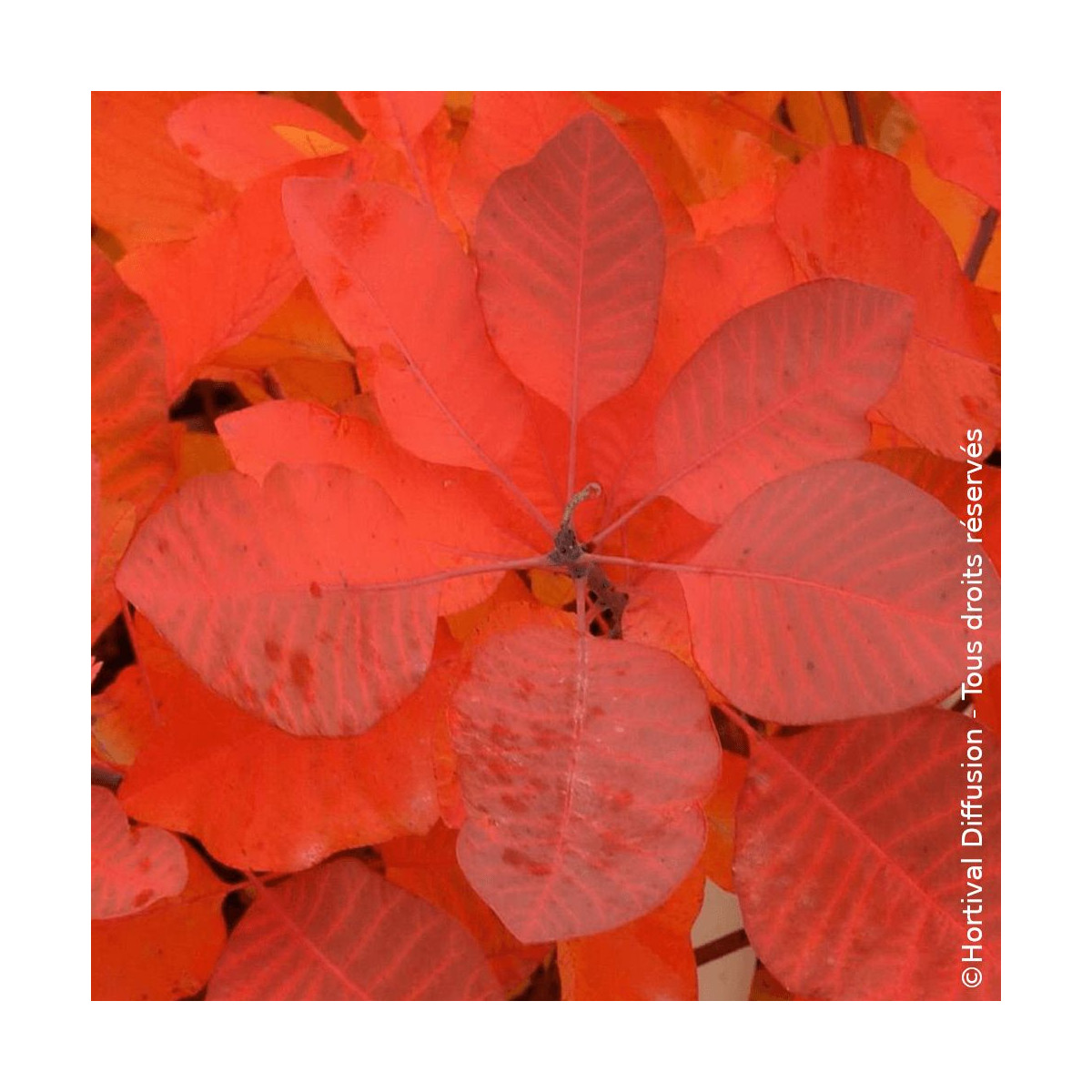 Cotinus dummeri Grace - Arbuste d'ornement pour jardin ensoleillé Cotinus dummeri Grace - Arbuste d'ornement pour jardin ensoleillé