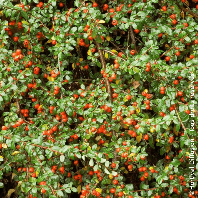 Cotoneaster rampant Skogholm - SILENCE, ça pousse !, Cotonéaster