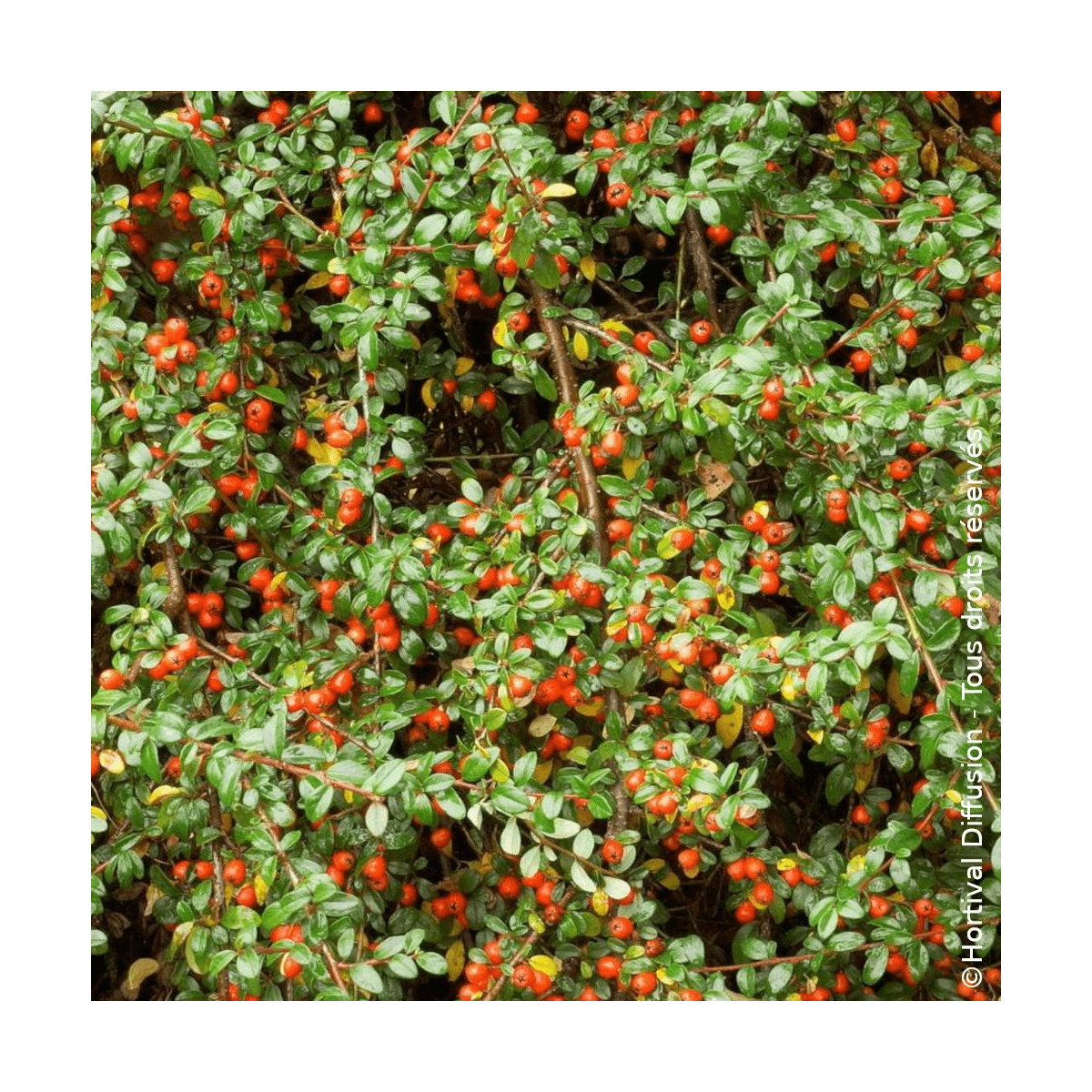 Cotoneaster rampant Skogholm - SILENCE, ça pousse !, Cotonéaster