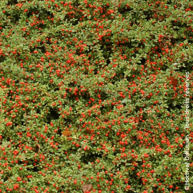 Cotoneaster rampant de Dammer - SILENCE, ça pousse !, Cotonéaster