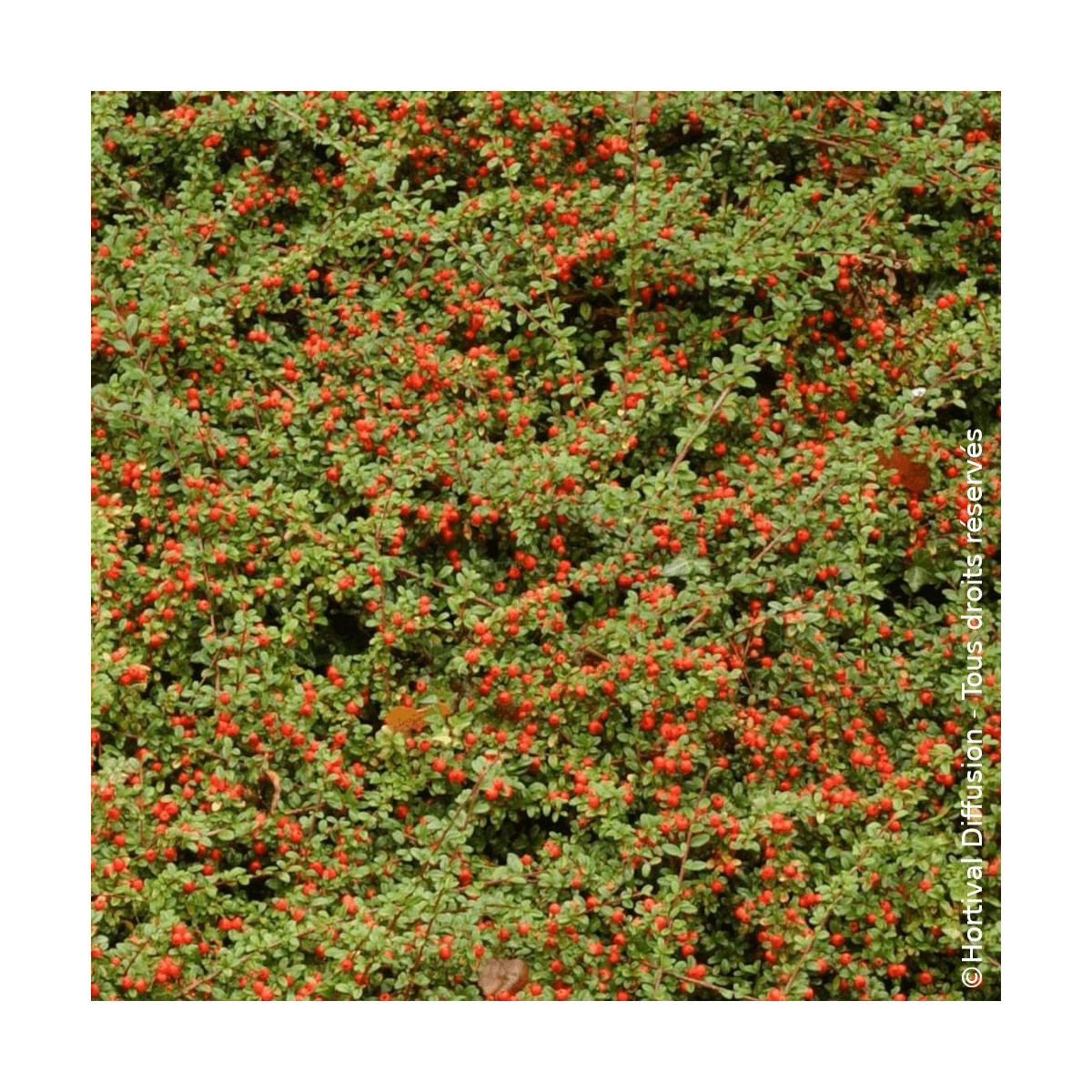 Cotoneaster rampant de Dammer - SILENCE, ça pousse !, Cotonéaster