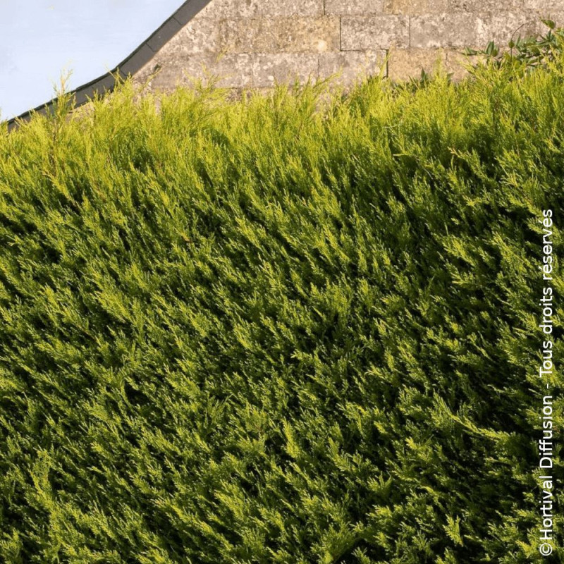 Cyprès de Leyland Excalibur Gold - SILENCE, ça pousse !