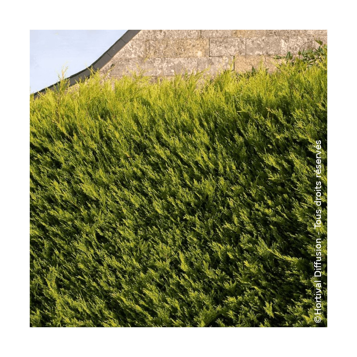 Cyprès de Leyland Excalibur Gold - SILENCE, ça pousse !