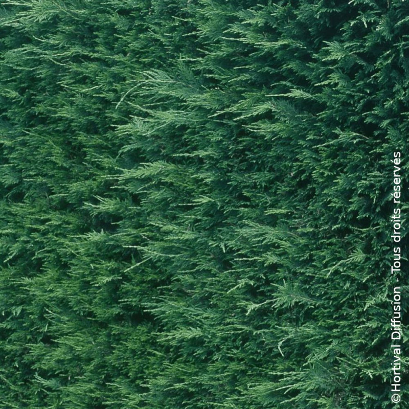 Cyprès de Leyland - SILENCE, ça pousse !, Cupressocyparis leylandii