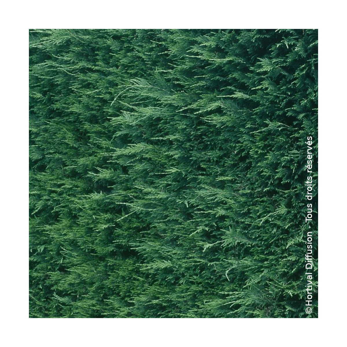Cyprès de Leyland - SILENCE, ça pousse !, Cupressocyparis leylandii Cyprès de Leyland - SILENCE, ça pousse !, Cupressocyparis leylandii