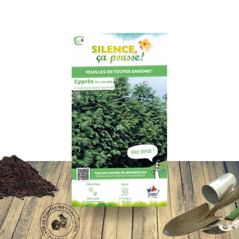 Cyprès de Leyland - SILENCE, ça pousse !, Cupressocyparis leylandii