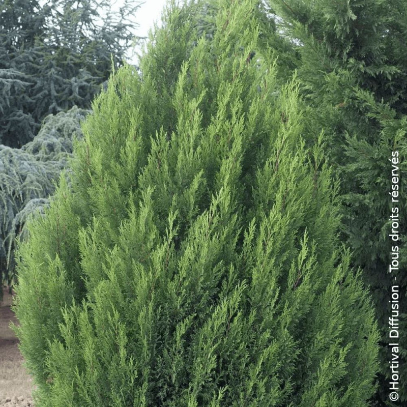 Cyprès de Leyland 2001 - SILENCE, ça pousse !, Cupressocyparis leylandii