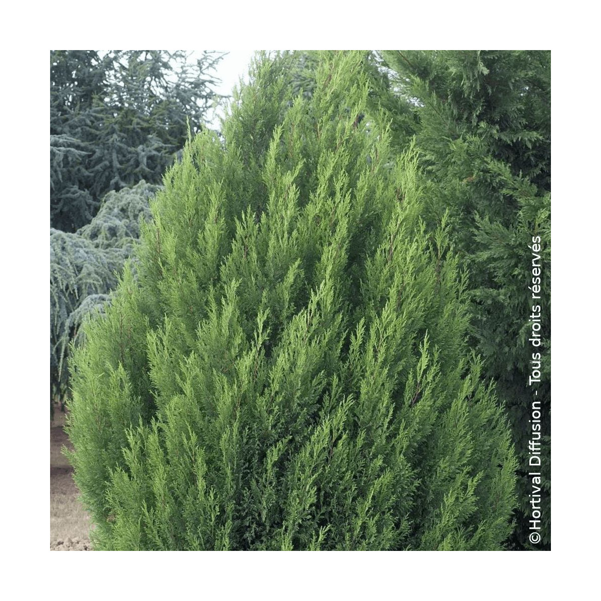Cyprès de Leyland 2001 - SILENCE, ça pousse !, Cupressocyparis leylandii
