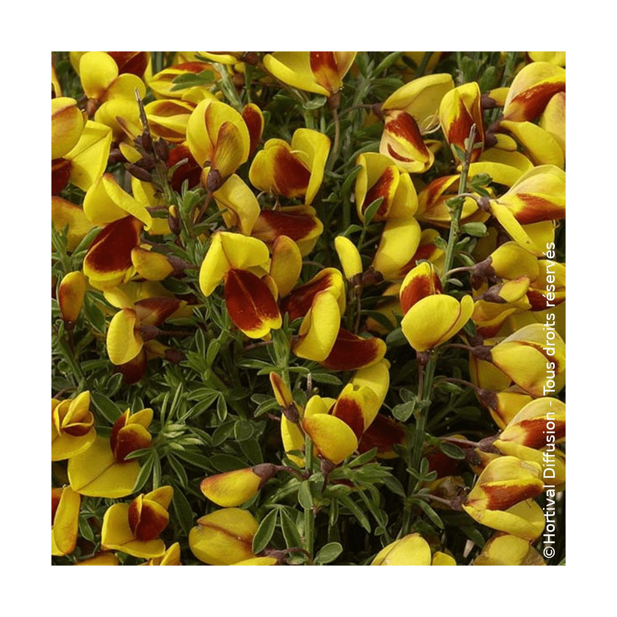 Genêt à balais Andreanus Select - SILENCE, ça pousse !, Cytisus Genêt à balais Andreanus Select - SILENCE, ça pousse !, Cytisus